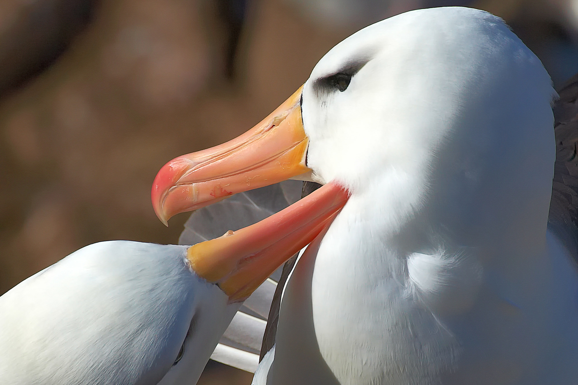 balzende Schwarzbrauen Albatrosse, monogam